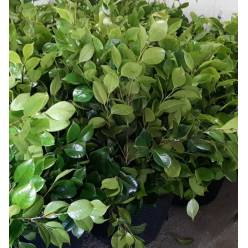 Hoja Camelia Super