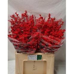 Ilex Verticillata 60cm