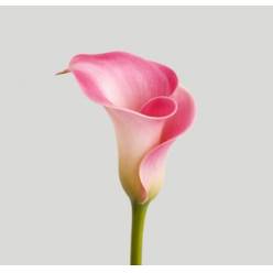 Calla Captain Romance 50cm