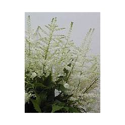 Astilbe Whasinthong 60cm