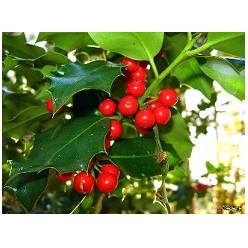 Acebo Nac. Fardo 5kg