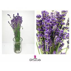 Lavanda Fresca 40cm