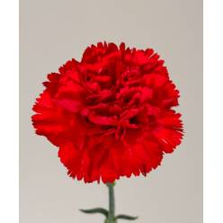 Clavel Nac. 70cm Rojo