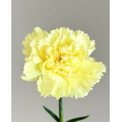 Clavel Nac. 70cm Amarillo