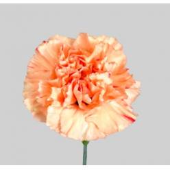 Clavel Nac. 70cm Naranja