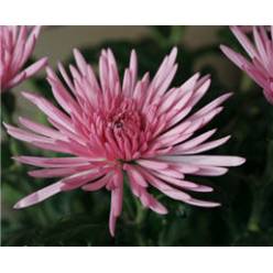 Uniflor Anastasia Ecu. Morada 70cm