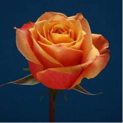 Rosa Ecu. Cherry Brandy 60cm