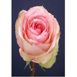 Rosa Ecu. Esperance 60cm