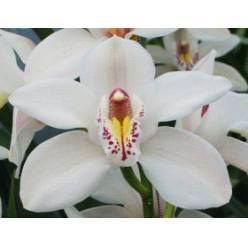 Cymbidium Cascade 50cm Blanca