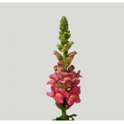 Antirrhinum Nac. Rosa 80cm