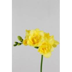Fresia Hol. Doble Marseille 50cm 20gr "T50"