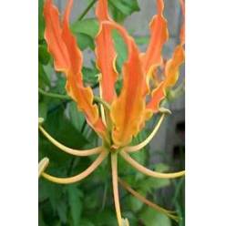 Gloriosa Corta Exotic Naranja