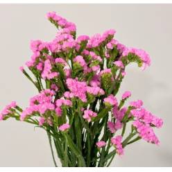 Statice Nac. Rosa 70cm