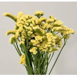Statice Nac. Amarillo 70cm