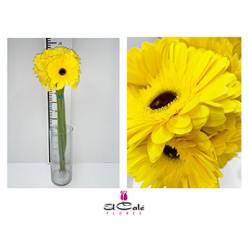 Gerbera Nac. Amarilla CN.
