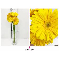 Gerbera Nac. Amarilla CV.