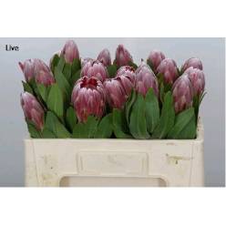 Protea Carnival 50cm