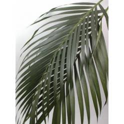 Areca 100cm