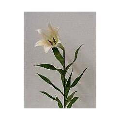 Longiflora Nac. 70cm 1 fl.