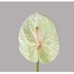 Anthurium Nac. Champany 11  "CC16"