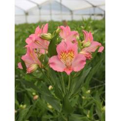 Alstroemeria Col. Select Rosa