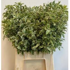 Pittosporum Italia Bicolor 50cm 150gr