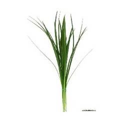 Lillygrass