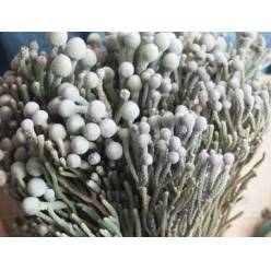 Safari Silver Brunia Leavis 40cm