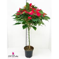 P. Poinsetia Nac. Arbol 22/120cm