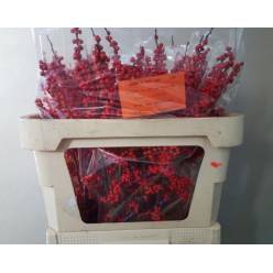 Ilex Verticillata 70cm