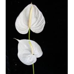 Anthurium Nac. Presence 11  "CC16"