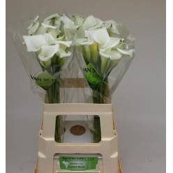 Calla Crystal Blush 60cm