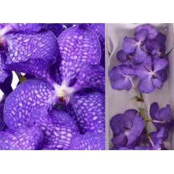 Vanda Blue Magic x16