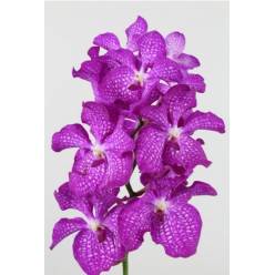 Vanda Pink Magic x16