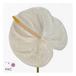 Anthurium Hol. Acropolis 13  "CC12"