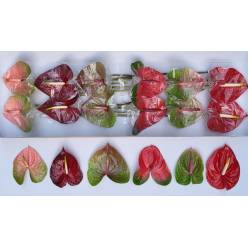 Anthurium Hol. Mixto �13  "CC12"