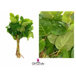 Salal Tip