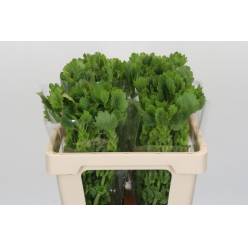 Moluccella Hol. 50cm