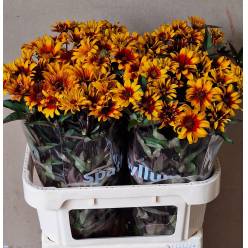Heliopsis Spar Contrast 75cm "T20"