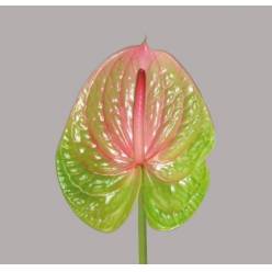 Anthurium Hol. Danielle 11  "CC16"