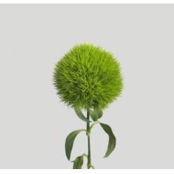 Dianthus Green Nac. 65cm