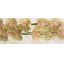 Anthurium Hol. Cognac 18  "CC10"