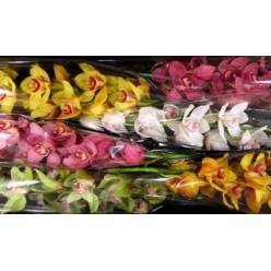 Cymbidium x6 Mixta 80cm