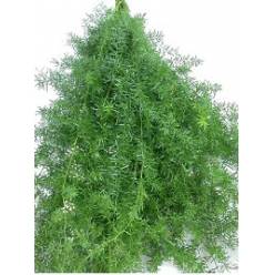 Sprengeri 60/80cm "Paquete"