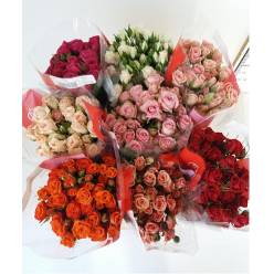 Ramificada Ecu. Mixta 60cm. Sup.