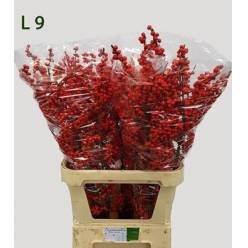 Ilex Verticillata 90cm