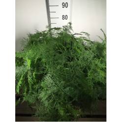 Esparraguera Hol. Setaceus 65cm  "x50 tallos"