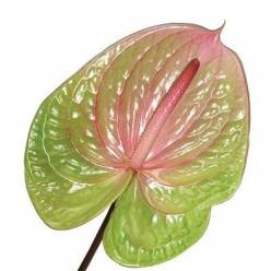 Anthurium Hol. Danielle 13  "CC12"