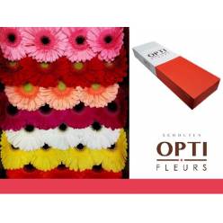 Gerbera Hol. Mixta "T25"