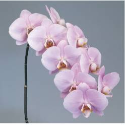 Phalaenopsis Manila x25